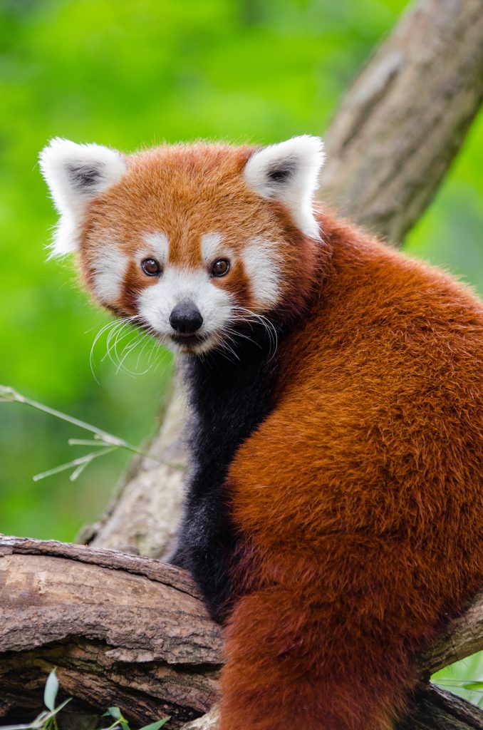 Red Panda image for Bendle Panda Index