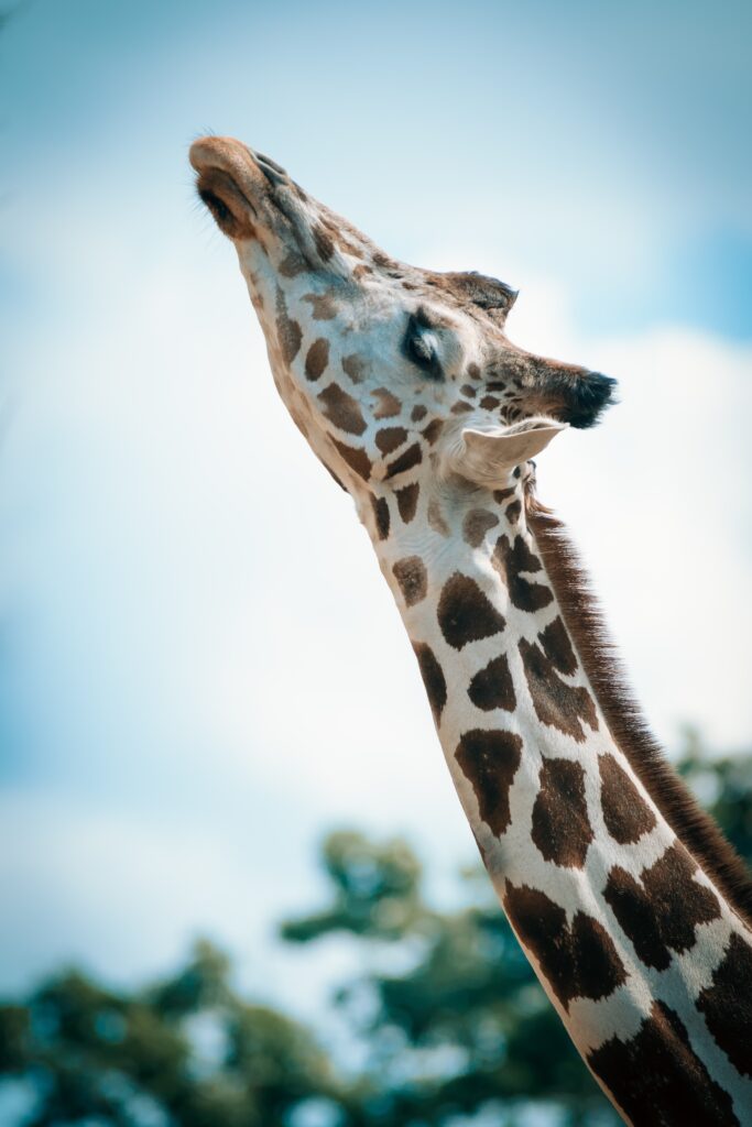 Giraffe In Training For Its Ancestors: Photo By Todd Trapani From Pexels.com